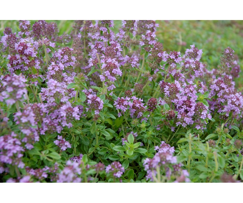 Reiter Creeping Thyme